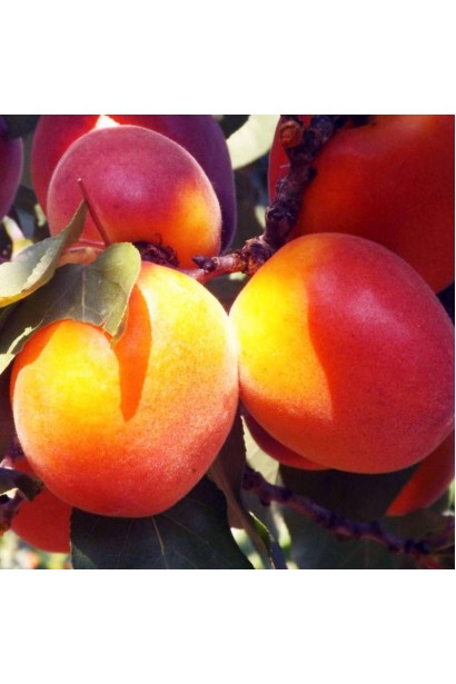 Абрикос Ерлі Ред Оранж ранній | Абрикос Эрли Ред Оранж ранний | Prunus armeniaca Early Red Orange